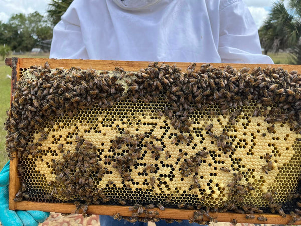 Bee Beez Sweet and Healthy Honey
