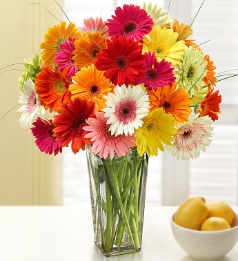 1-800-Flowers Two Dozen Gerbera Daisies with Clear Vase