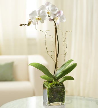 Elegant Orchid - White