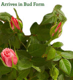 1-800-Flowers Classic Budding Rose, Large